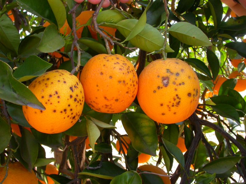 mancha_negra_cítricos