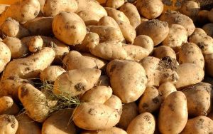 patata