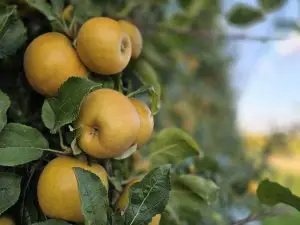 DORA®-manzana
