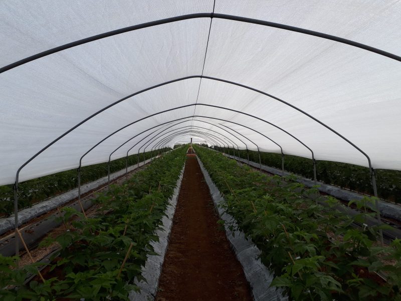 arrigoni-agrotextil