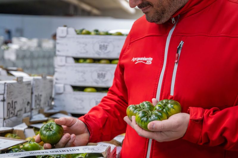 tomate-raf-agroponiente
