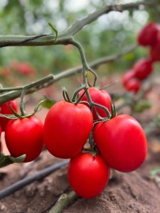 BASF Nunhems Tomato Experience tomate pera