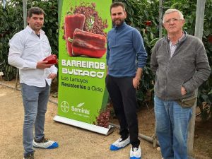 BULTACO pimiento lamuyo de Bayer Seminis