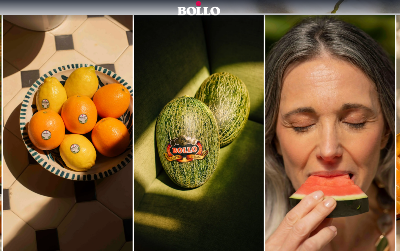 bollo-campaña