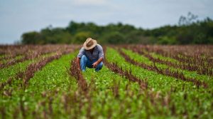 ECONOMÍA-AGRíCOLA-ESPAÑA
