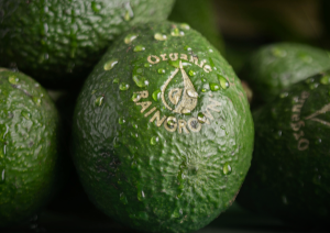 flia-y-flia-technology