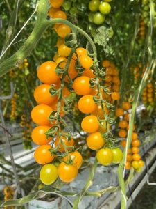 Harmoniz Dulziz Sol cherry amarillo