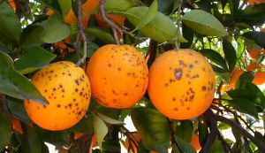 mancha-negra