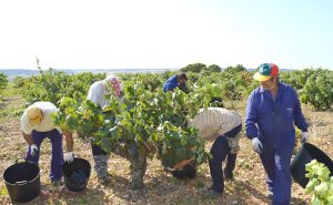 paro-agrícola