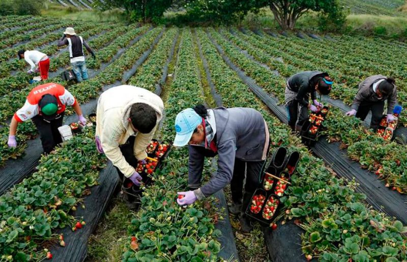 PARO-AGRÍCOLA