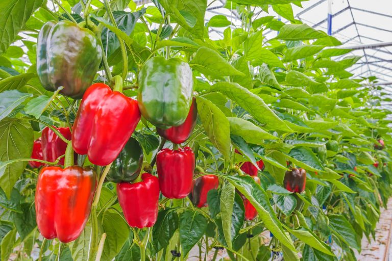 PIMIENTO-ANDALUZ