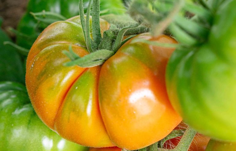 Tomate-Invernadero-Procam-4