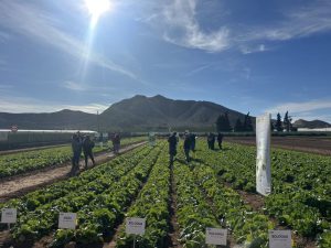 VILMORIN MIKADO jornadas leafy 2025_campo