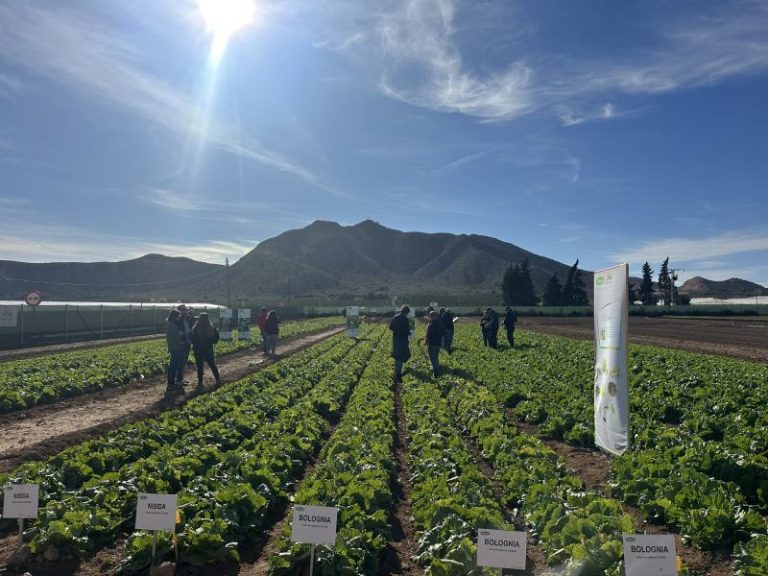 VILMORIN MIKADO jornadas leafy 2025_campo