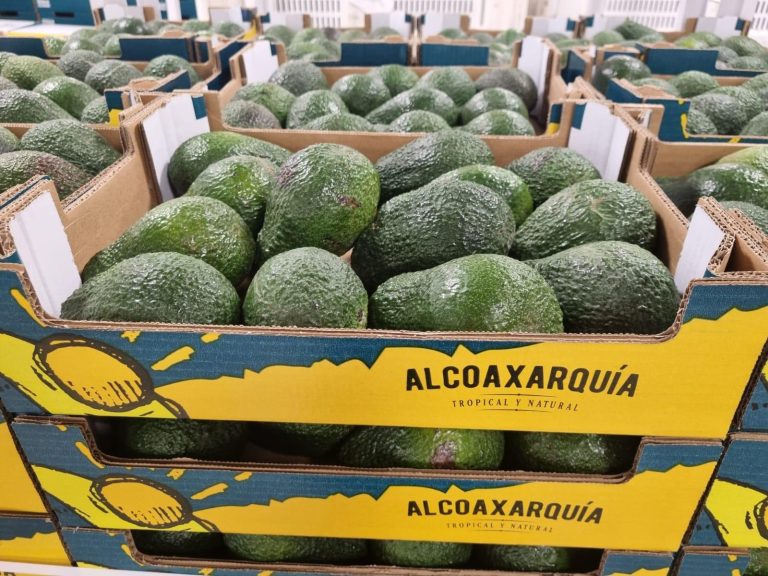ALCOAXARQUÍA-AGUACATE