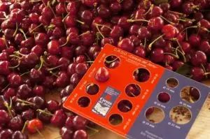 cerezas-del-jerte