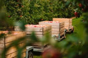 grupo-de-frutas-y-hortalizas-exportaciones