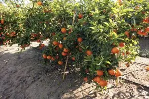 NARANJAS