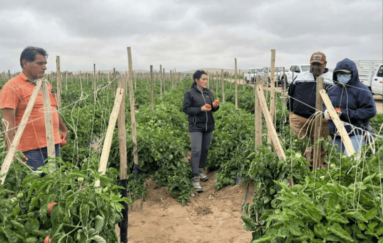 250204 Ensayo en tomate