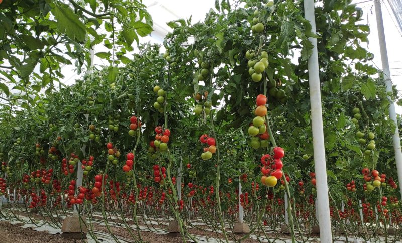 3 - Estudio de Reptiles para el control biológico en invernaderos - Ifapa