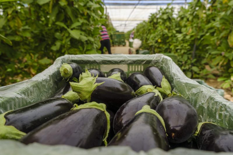 berenjena-hortyfruta-extensión-norma-de-calidad