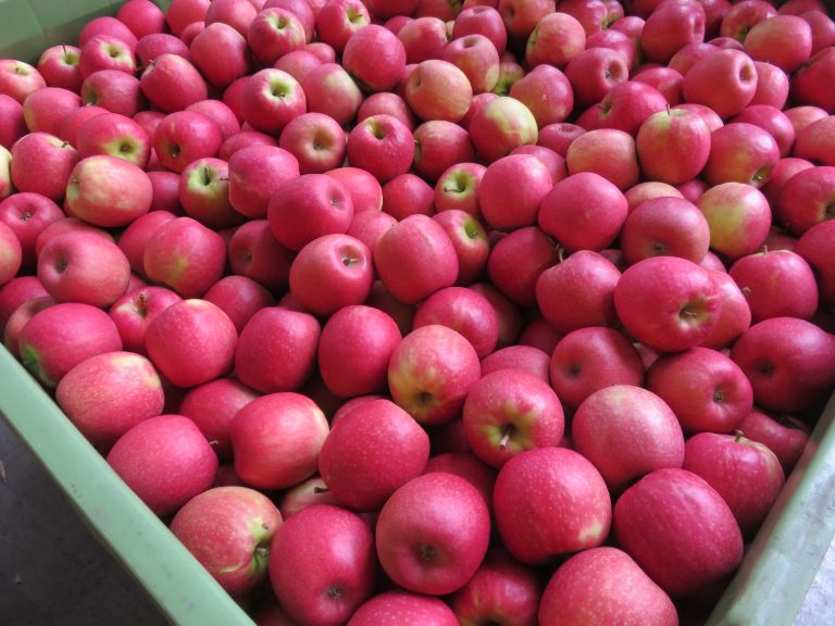 Pink-Lady-apples