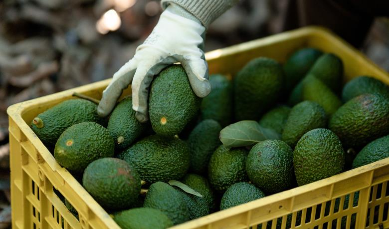 aguacate