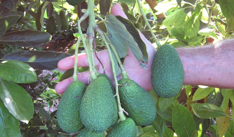 AGUACATE-VALENCIANO-AGUACATE VALENCIANO