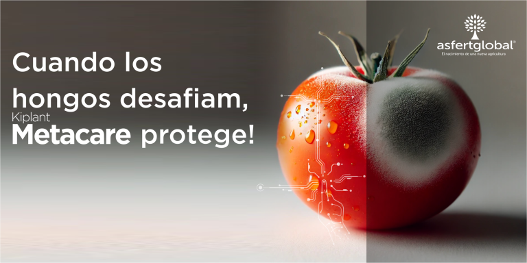 KIPLANT METACARE-BIOFUNGICIDA-ASFERTGLOBAL