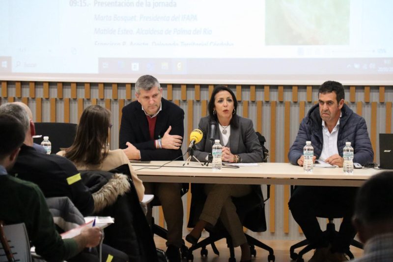 Scirtothrips-aurantii