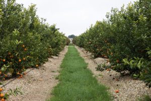 LEANRI-MANDARINA