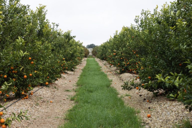 LEANRI-MANDARINA