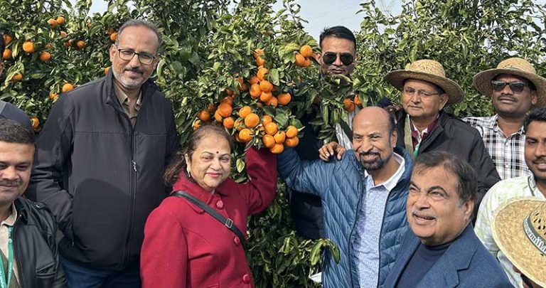 EUROSEMILLAS-TANG-GOLD