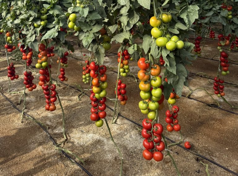 basf-tomate-PORTUGAL