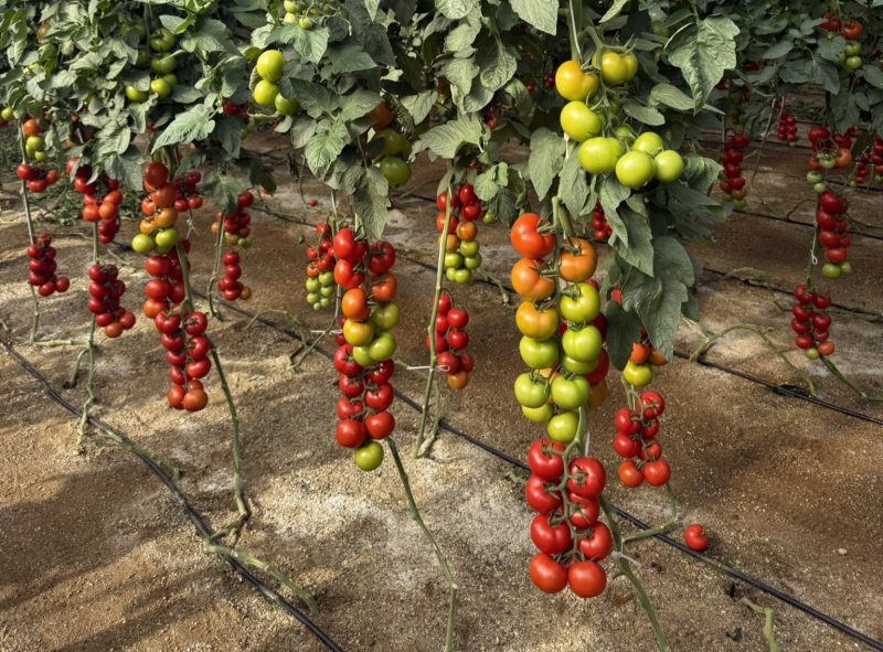 basf-tomate-PORTUGAL