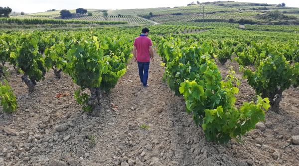 GOBIERNO-VASCO-AGRICULTURA
