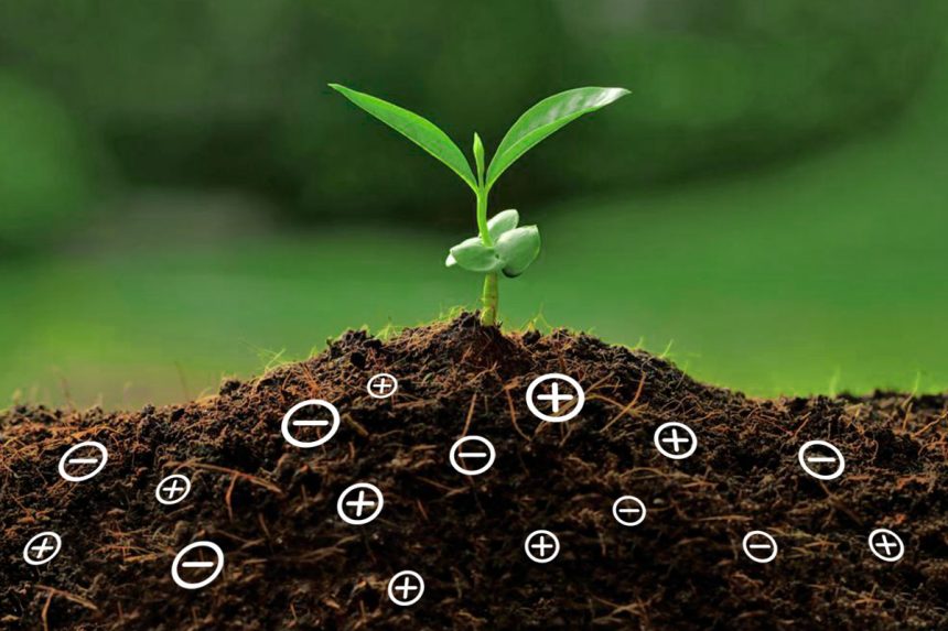 INFOAGRO-EXHIBITION-NUTRICIÓN-VEGETAL
