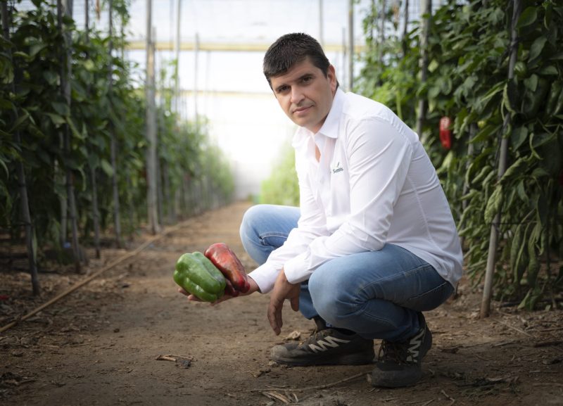 BAYER-VARIEDADES-PIMIENTO