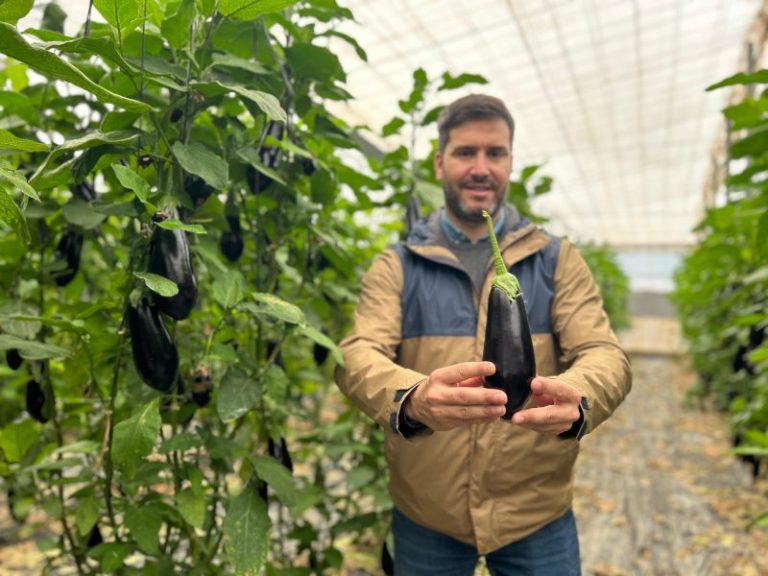 José Martínez RIJK ZWAAN berenjena Katya RZ