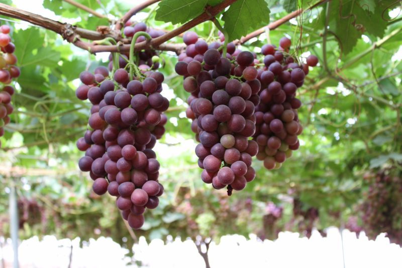 moyca-uva-table-grapes