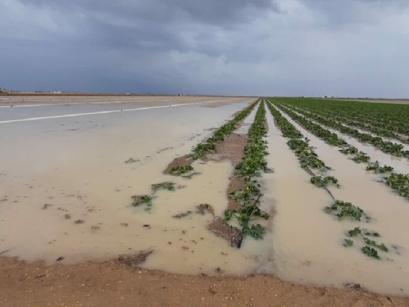 COAG cultivo inundado lebrija