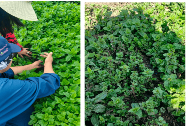 Recuperación de la planta, después de las aplicaciones de XStress + NHDeltaCa