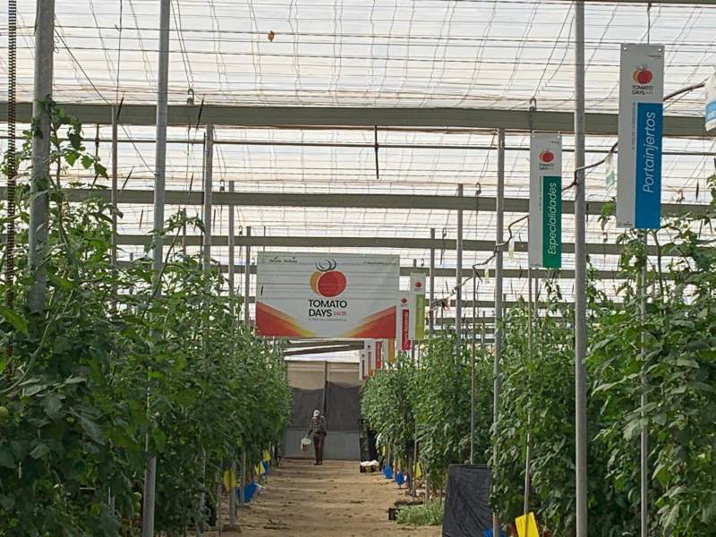 Tomato Days BAYER SEMINIS