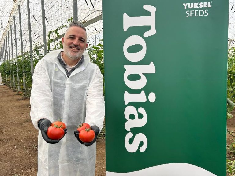 YUKSEL SEEDS Rafael Granero_tomate Tobias