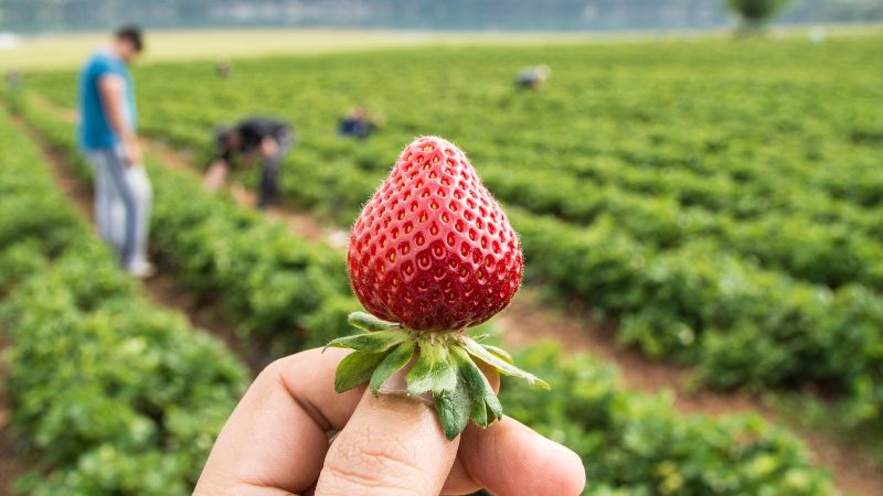 campaña-de-fresas