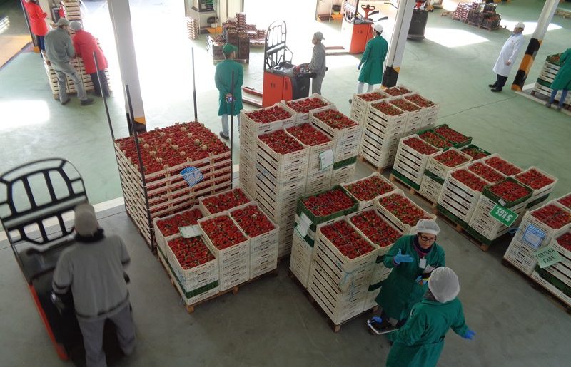 programas-operativos-opfh