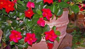 plantaespaña-dipladenia