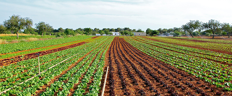 TRABAJO-DEL-CAMPO