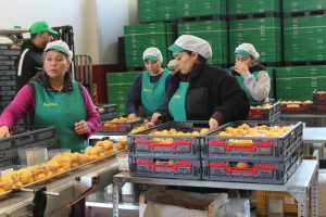 Cooperativa Ruchey nespre Callosa