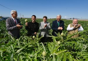 7/4/2025. El colmo de los colmos. Alcachofa de España